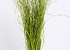 Berengras 70cm lentegroen 225gr.