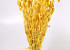Phalaris Bright Yellow 70cm