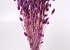 Phalaris Hellviolet 70cm