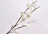 Apple Blossom White 84cm