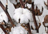 Cotton Balls on stem