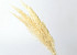 Pampas grass 70cm Bleached 10pcs