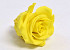 Rose Heads 5cm Bright Yellow