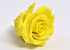 Roses préservé 5cm Jaune Jonquille