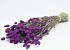 Phalaris Paars 70cm