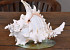 Shell Rogik Hedgehog 15cm small