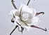 Blume Schaumstoff Weiß-Grau, D 20cm