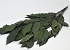 Kastanien 150gr. 60cm Grün