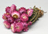 Helichrysum Roze 25cm