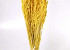 Avena Bright Yellow 70cm