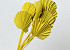 Palm Spear round Yellow 40-55cm 