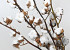 Cotton Balls on stem 60cm