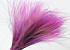Stipa Penata 50cm, Violet, 50 touffes 
