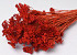Achillea Rouge Rouille