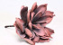 Dracaena 30cm Rose