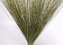 Reed Cane Green 75cm