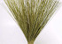 Reed Cane Frühlingsgrün 75cm