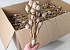 Papaver 15pcs dia 20-30mm