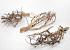 Tea Branch 35-50cm