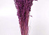 Hafer Hellviolet 70cm