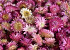 Helichrysum Heads Pink PKG