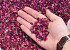 Rose Petals 1kg. Red-Purple