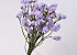 Statice Sinuata Violet Clair