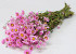 Rhodante Pink 50cm