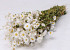 Bouquet Rhodante Blanc 40cm