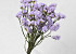 Statice Sinuata Licht Violet