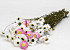 Acroclinium Wit Mix 50cm