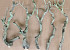 Bois de Lila 70-90cm Mince