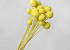 Craspedia Pastelgeel 15 stuks 40cm