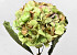 Gedroogde hortensia