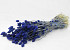 Phalaris Blauw 70cm