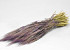 Gerste Violett 70cm