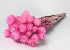 Helichrysum Vestitum Rose 