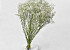 Dried Babys Breath 70cm (25 branches)