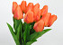 Tulp Oranje 60cm