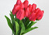 Tulip Red 60cm