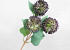 Artificial Allium Violet 42cm
