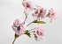 Kunst Anjer Roze 72cm