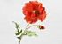 Poppy Flower 65cm Red