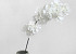 Apple Blossom Cream 100cm 