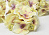 Hortensien Kopf Creme/Mauve D14cm 