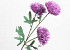 Künstliche Chrysantheme Violet 66cm 