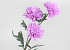 Artificial Chrysanthemum Pink 66cm 