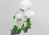 Kunst Camelia Wit 70cm