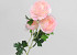 Kunst Camelia Roze 70cm