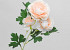 Artificial Camellia Peach 70cm 